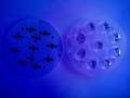 9Lu Dijital Lens+Pcb